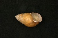 斯文豪氏長蝸牛藏品圖，第2張